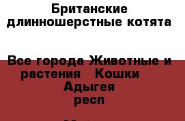 Британские длинношерстные котята - Все города Животные и растения » Кошки   . Адыгея респ.,Майкоп г.